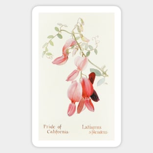 Pride of California - Botanical Illustration Sticker